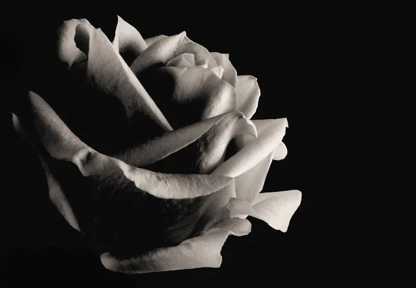 Monotone Image Single Rose Isolated Black Background Lit Right Side — 스톡 사진