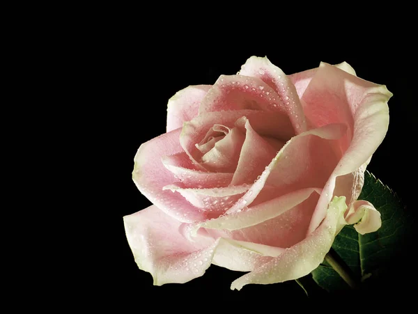 Una Rosa Singola Con Gocce Rugiada Isolate Fondo Nero Illuminato — Foto Stock