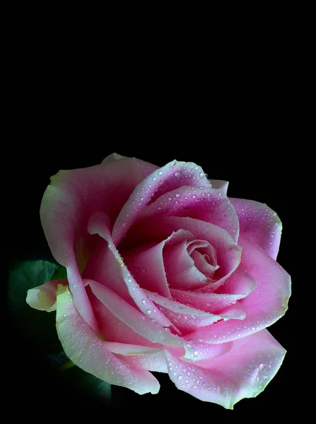 Imagen Vertical Una Sola Rosa Rosa Con Gotas Rocío Aisladas Imágenes De Stock Sin Royalties Gratis