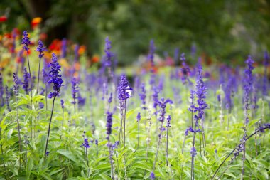 Mor Çiçek bahçesinde bulunan yeşil çevre. Çiçek backg