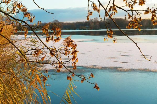 Ramos de outono com junco. Lago congelado por dia ensolarado . — Fotografia de Stock