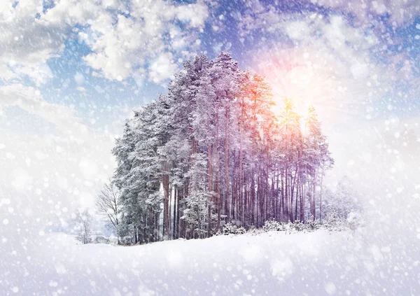 Winter landscape with trees and falling snow — Stock Photo, Image