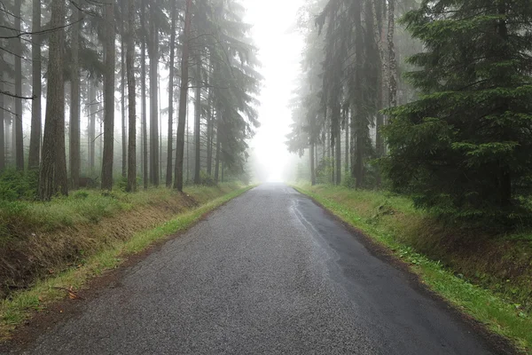 Estrada vazia na floresta de abeto nebuloso — Fotografia de Stock