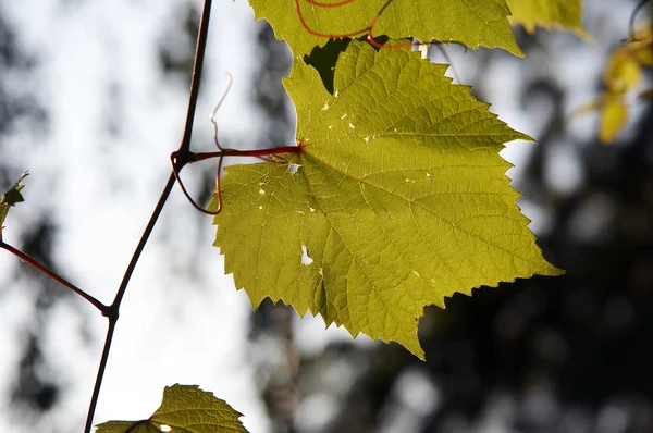 Leaves of wine grape — Stock Photo, Image