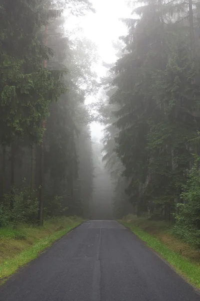 Strada vuota nella nebbiosa foresta di abeti rossi — Foto Stock