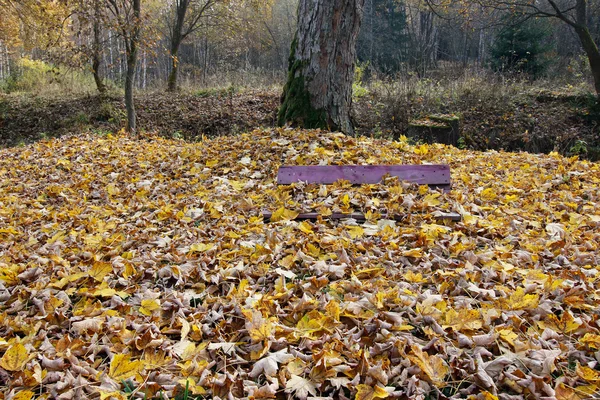 被落叶覆盖的长凳 — 图库照片