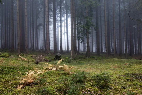 Brouillard automnal dans la forêt d'épinettes — Photo