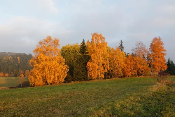 Arbres d'automne colorés — Photo