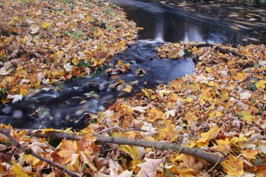 Akış ve sonbahar yaprakları - uzun pozlama