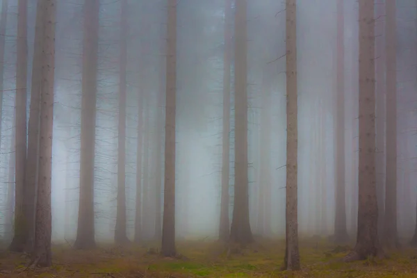 Bosque embrujado en la niebla — Foto de Stock