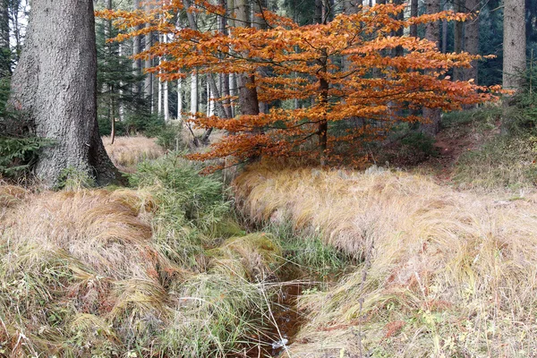 Orman sonbahar natürmort streamlet ile — Stok fotoğraf