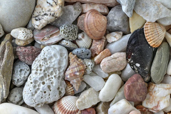 Minerals and shells — Stock Photo, Image