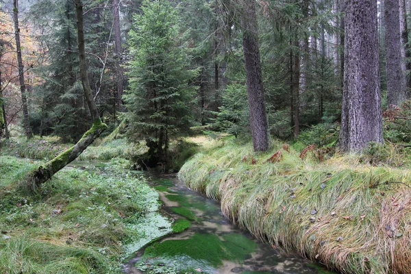 Flusso nella foresta autunnale — Foto Stock