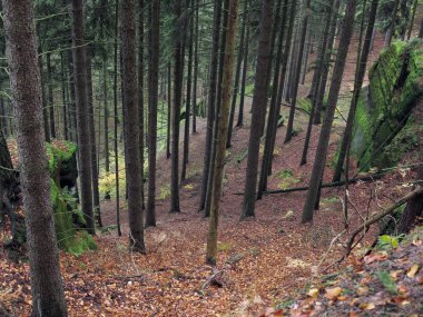 Ormanın içinde derin uçurumu