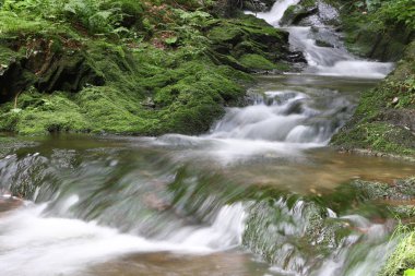 Rapids adlı orman creek - uzun pozlama