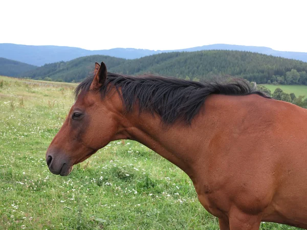 Cavallo bruno al pascolo — Foto Stock