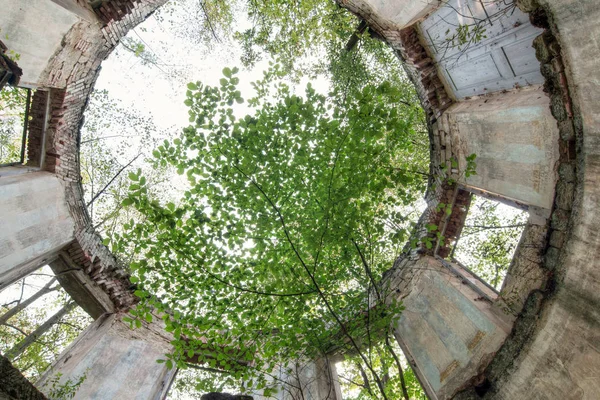 Övergiven gammal ruin i skogen - sommarhus — Stockfoto