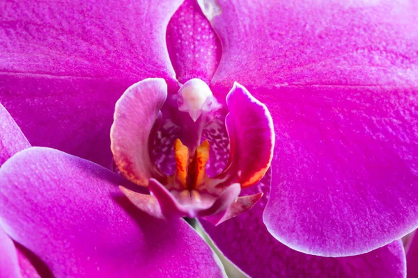 Détail de l'orchidée fleurie — Photo