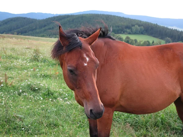 Cavallo bruno al pascolo — Foto Stock