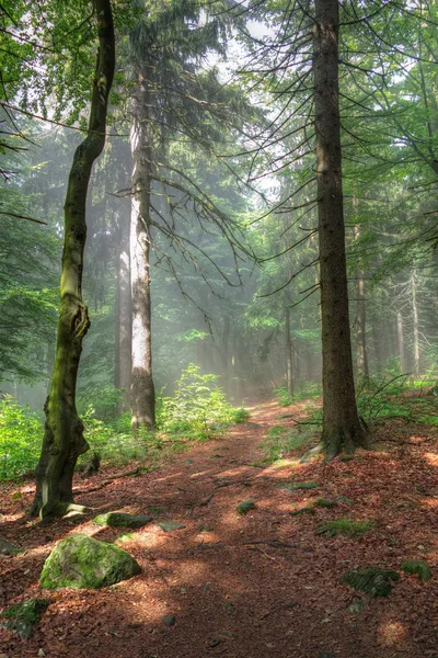 Kora reggel az erdőben — Stock Fotó
