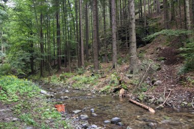 İğne yapraklı orman ve brook
