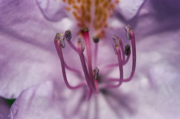 Florecimiento del rododendro —  Fotos de Stock