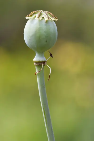 Részlet a poppyhead — Stock Fotó