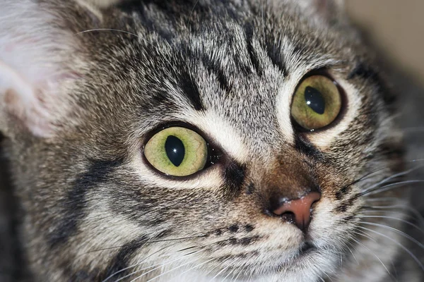 Green cat eyes — Stock Photo, Image