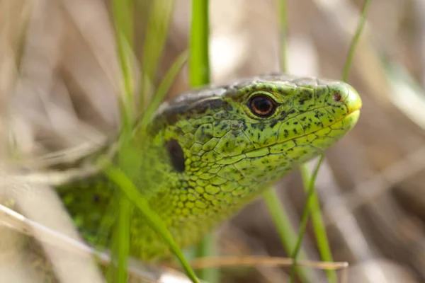 Lizard - detail of head — Stock Photo, Image