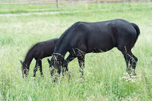 Yegua con potro negro en el prado —  Fotos de Stock