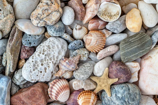 Оболонки, морські зірки та камені з гальки — стокове фото