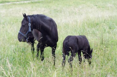 Mare çayır üzerinde siyah colt ile