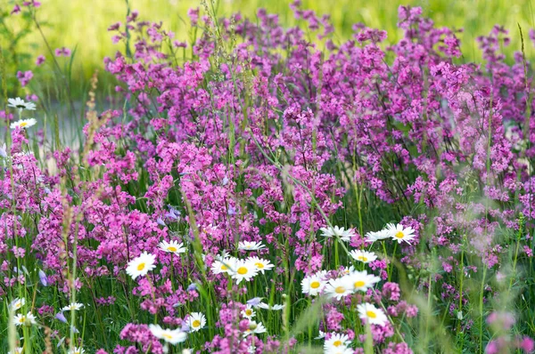 Summer meadow flowers — Stock Photo, Image