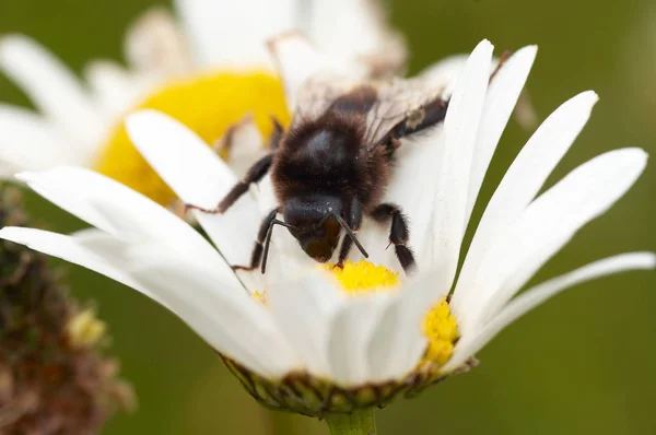 Polinização - abelha na flor — Fotografia de Stock