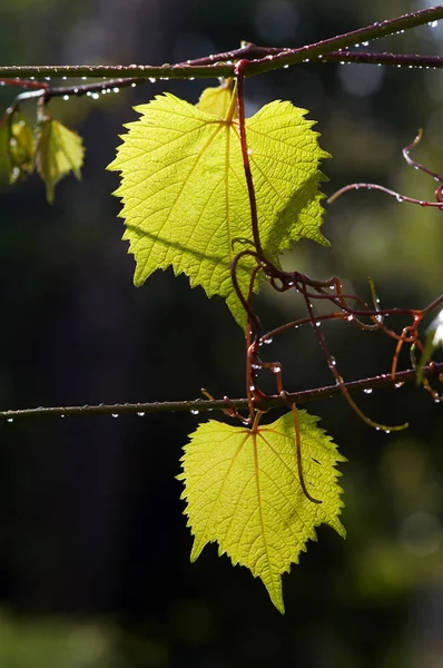 Leaves of grapevine after rain — Stock Photo, Image