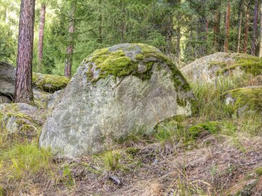 Boulder ormandaki