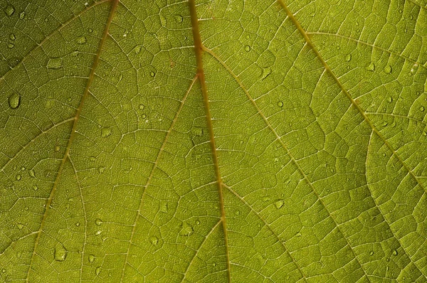 Leaf vine covered with dew drops — Stock Photo, Image