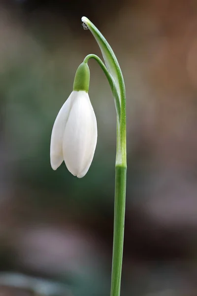 Detail of the snowdrop — Stock Photo, Image
