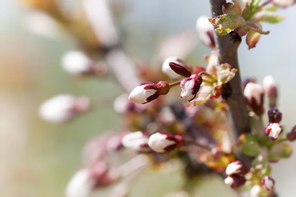 Knospen der ersten Frühlingsblüher — Stockfoto