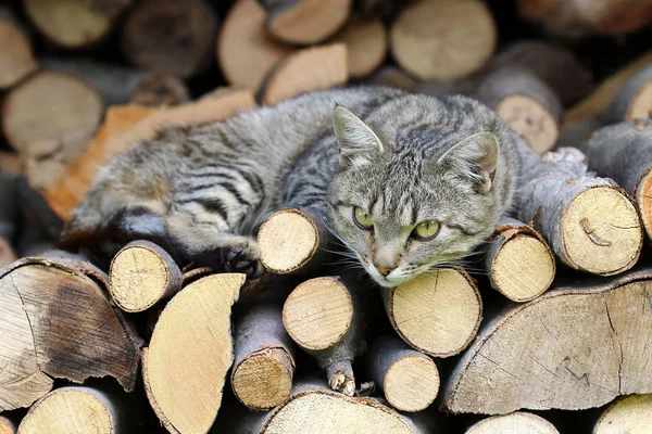 Cat resting on a heap of logs — Stock Photo, Image