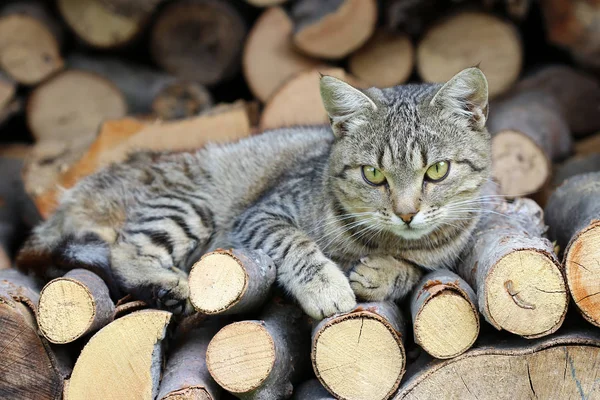 Gato descansando en un montón de troncos — Foto de Stock