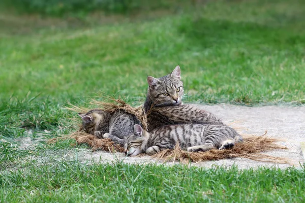 Lying cat with sleeping kittens — Stock Photo, Image