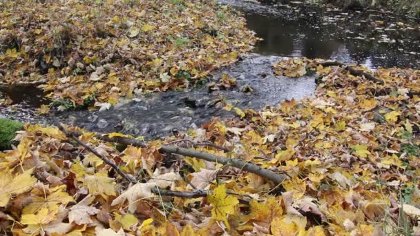 Feuilles d'automne dans le ruisseau — Video