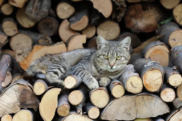 Gato descansando en un montón de troncos — Foto de Stock