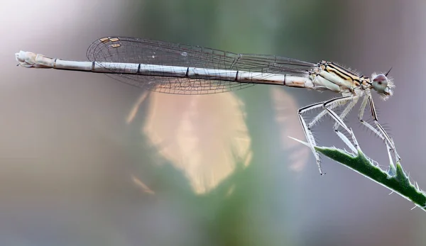 Dragonfly on leaf — Stock Photo, Image