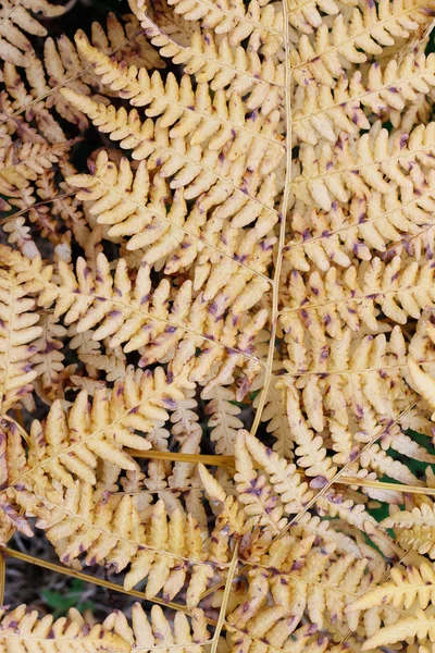 Dettaglio delle foglie essiccate di felce — Foto Stock