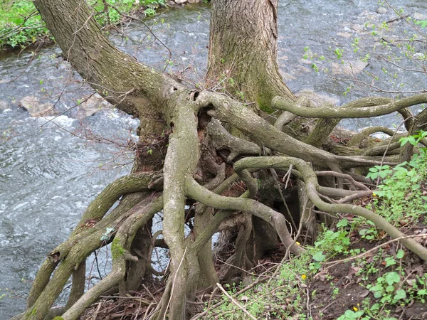 Sujete fuerte - raíces del árbol —  Fotos de Stock
