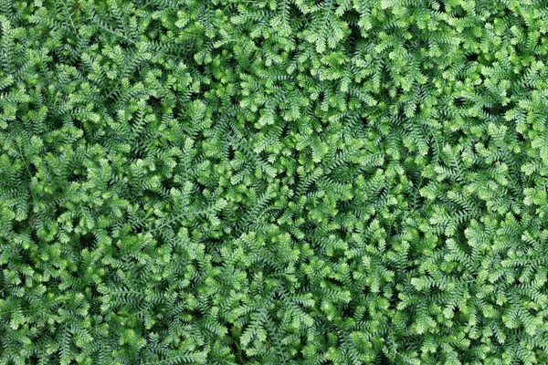 Overgrowth of selaginella — Stock Photo, Image