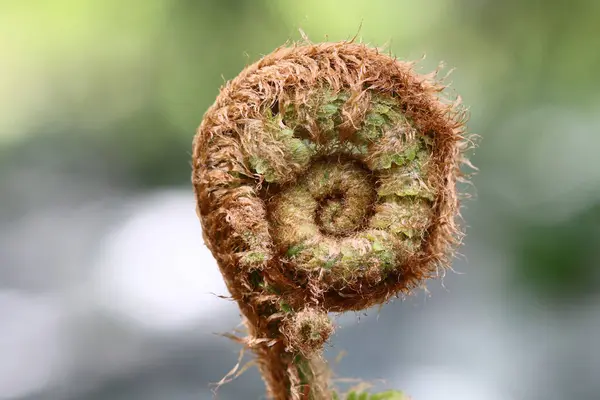 Detail of the sprout of fern — Stock Photo, Image