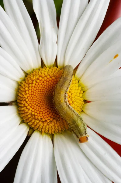 Caterpillar en la margarita inglesa — Foto de Stock